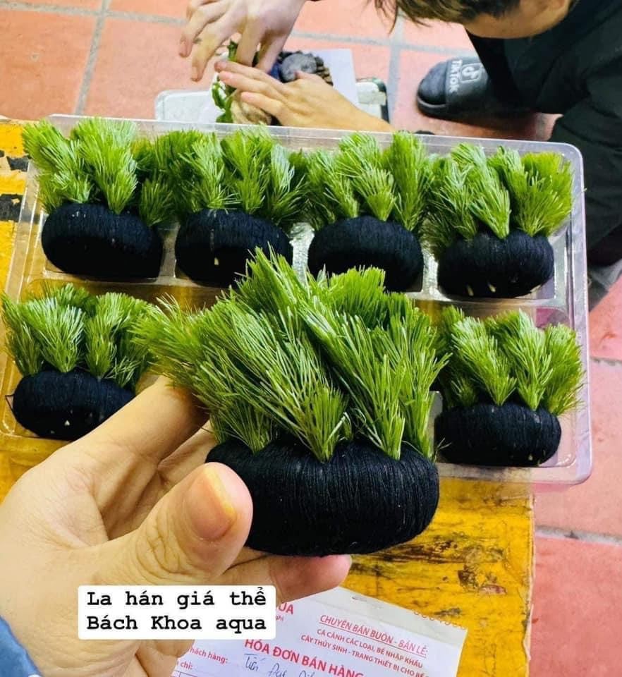 Cây thủy sinh - Rong la hán cấy giá thể
